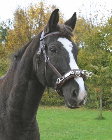 KAPTOOM IN BRUIN LEDER (321168) KAPTOOM IN BRUIN LEDER (321168)