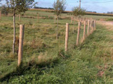 WEIDEPAAL GEPUNT - 8 CM/2,00 METER - GRATIS LEVERING MOGELIJK WEIDEPAAL GEPUNT - 8 CM/2,00 METER - GRATIS LEVERING MOGELIJK