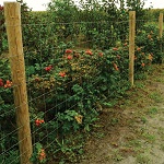 HBFarm