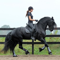 plan Iedereen Clam HBHorses - Outlet paardenwinkel: alles voor ruiter en paard, HBHorses Outlet